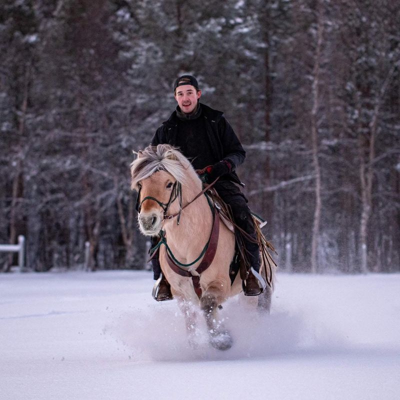 A rider galloping a Fjord Horse through the snowy forest