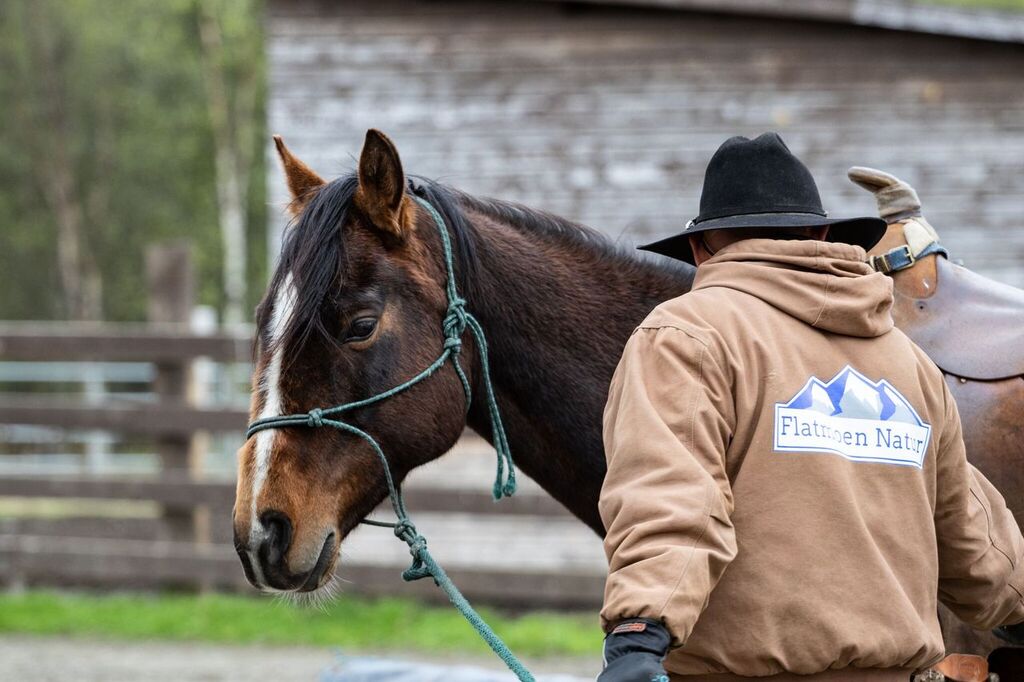 A rancher in a cowboy hat working with a brown horse on a lead rope