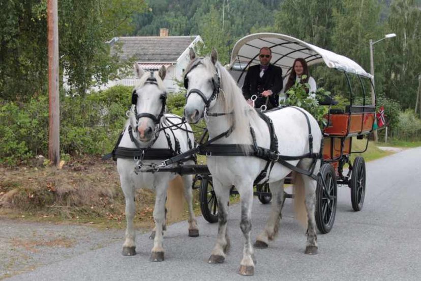 A pair of white horses pulling a carriage